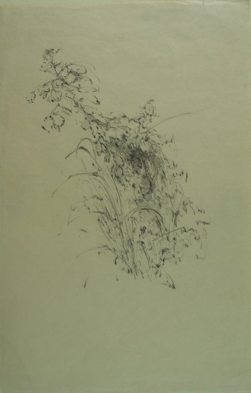 1930-1940 ca. - Piante